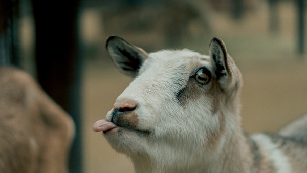 Goat - by Pexels